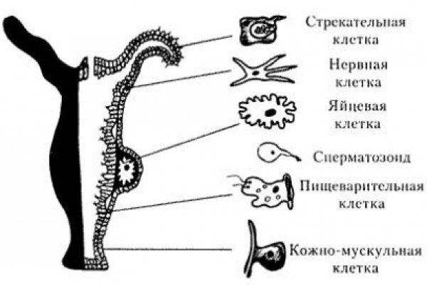 Kraken darknet market ссылка