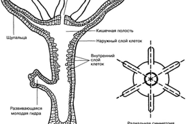 Даркнет площадки